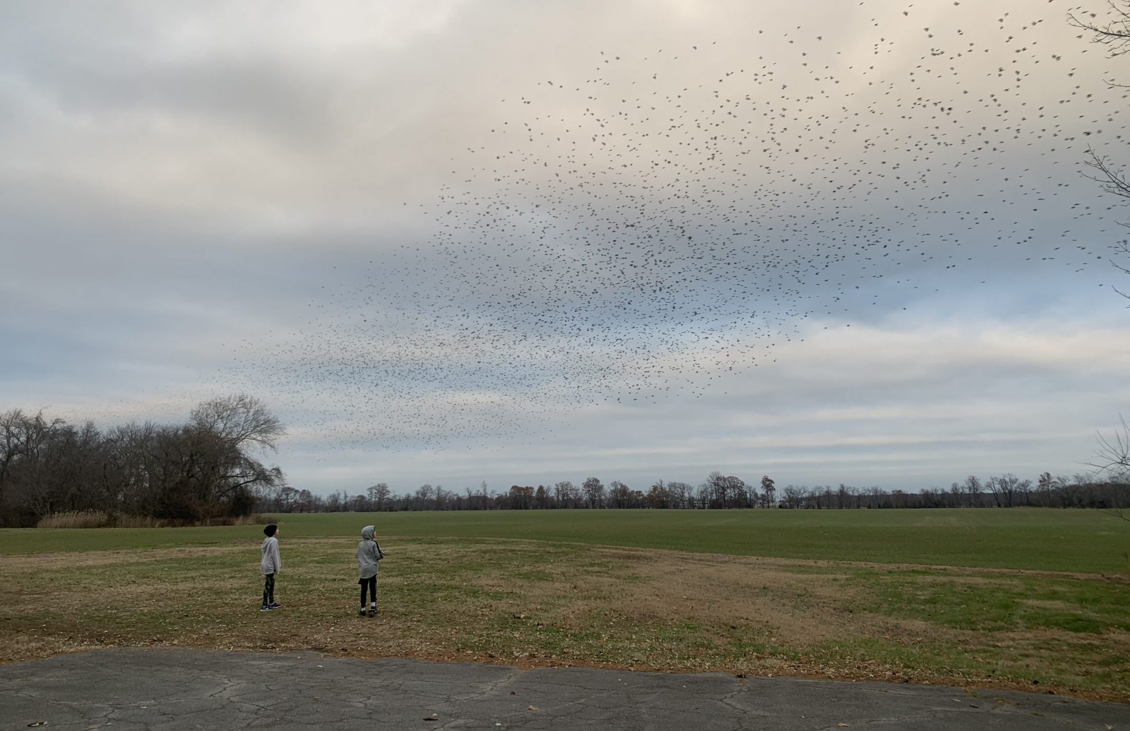 Children of DC widow blog writer Marjorie Brimley look at birds flying above open farm field