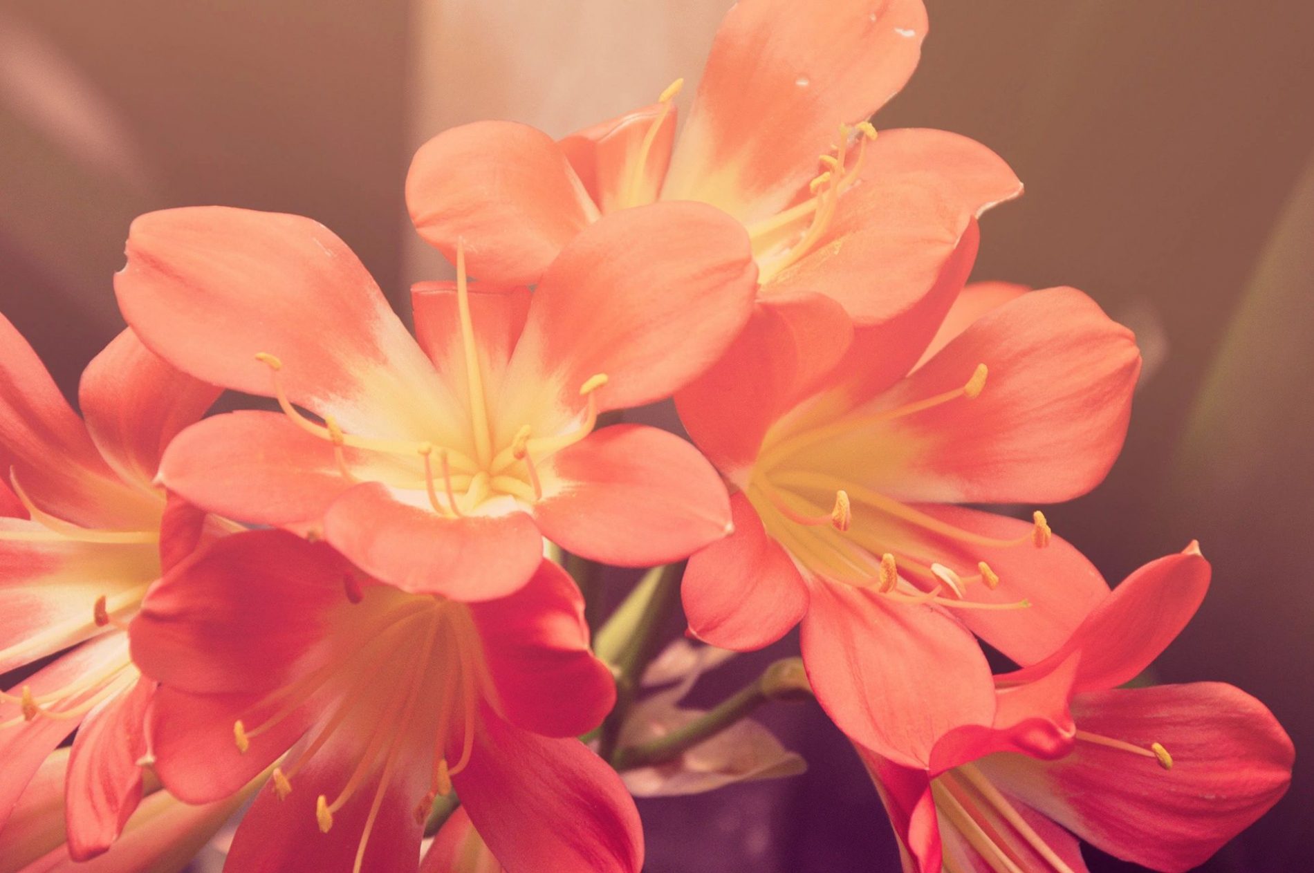 Orange flowers for blog by DC widow writer Marjorie Brimley