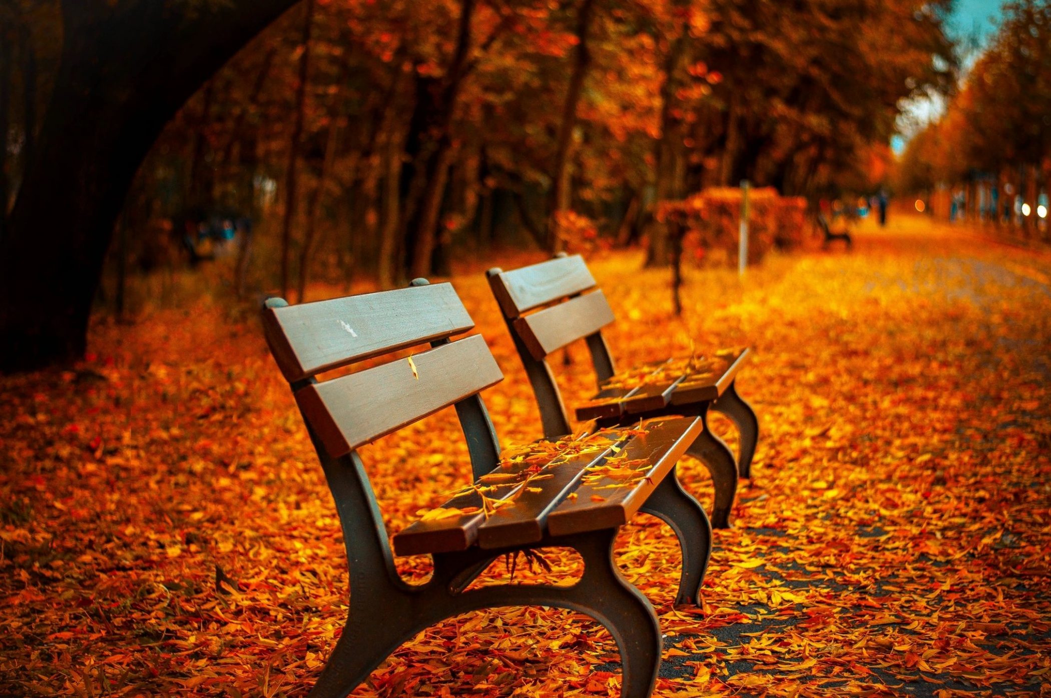 Empty benches in fall leaves for blog by DC widow writer Marjorie Brimley