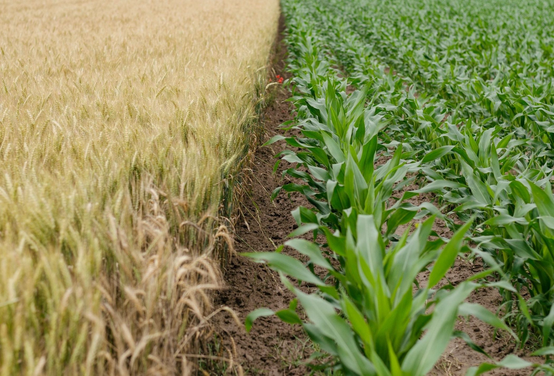 Corn field like that in blog by DC widow writer Marjorie Brimley