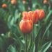 Tulip for blog by DC widow writer Marjorie Brimley