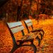 Fall leaves for blog by DC widow writer Marjorie Brimley Hale